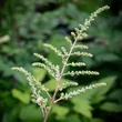 Kép 3/4 - Astilbe 'Delft Lace' – Tollbuga