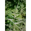 Kép 4/4 - Astilbe 'Delft Lace' – Tollbuga