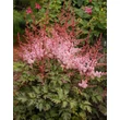 Kép 1/4 - Astilbe 'Delft Lace' – Tollbuga