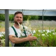 Kép 2/2 - Astilbe 'Diamant' – Tollbuga
