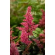 Kép 4/6 - Astilbe japonica 'Bonn' – Japán tollbuga