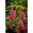 Kép 6/6 - Astilbe japonica 'Bonn' – Japán tollbuga