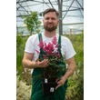 Kép 2/6 - Astilbe japonica 'Bonn' – Japán tollbuga