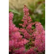 Kép 5/6 - Astilbe japonica 'Bonn' – Japán tollbuga
