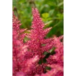 Kép 3/4 - Astilbe japonica 'Bremen' - Japán tollbuga