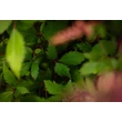 Kép 2/4 - Astilbe japonica 'Bremen' - Japán tollbuga
