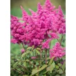 Kép 1/4 - Astilbe japonica 'Bremen' - Japán tollbuga