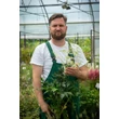Kép 2/2 - Astilbe japonica 'Deutschland' – Japán tollbuga