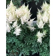 Kép 1/2 - Astilbe japonica 'Deutschland' – Japán tollbuga