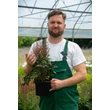 Kép 2/4 - Astilbe japonica 'Elisabeth von Veen' – Japán tollbuga