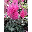 Kép 2/3 - Astilbe japonica 'Elisabeth von Veen' – Japán tollbuga