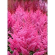 Kép 3/3 - Astilbe japonica 'Elisabeth von Veen' – Japán tollbuga