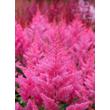 Kép 3/3 - Astilbe japonica 'Elisabeth von Veen' – Japán tollbuga