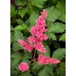 Kép 2/3 - Astilbe japonica 'Köln' – Japán tollbuga  - képek rendelés vásárlás a Megyeri Szabolcs Kertészeti webáruházban.