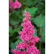 Kép 3/3 - Astilbe japonica 'Köln' – Japán tollbuga  - képek rendelés vásárlás a Megyeri Szabolcs Kertészeti webáruházban.