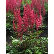 Kép 1/2 - Astilbe japonica 'Red Sentinel' – Japán tollbuga