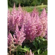 Kép 1/5 - Astilbe 'Mainz' - Japán tollbuga (lilás-piros)