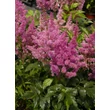 Kép 2/5 - Astilbe 'Mainz' - Japán tollbuga (lilás-piros)