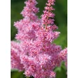 Kép 3/5 - Astilbe 'Mainz' - Japán tollbuga (lilás-piros)