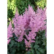 Kép 4/5 - Astilbe 'Mainz' - Japán tollbuga (lilás-piros)