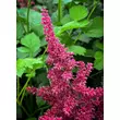 Kép 1/4 - Astilbe 'Montgomery' – Tollbuga