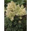 Kép 3/4 - Astilbe x arendsii 'Astary White' – Kerti tollbuga (fehér)