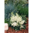 Kép 2/4 - Astilbe x arendsii 'Astary White' – Kerti tollbuga (fehér)