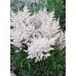 Kép 1/4 - Astilbe x arendsii 'Astary White' – Kerti tollbuga (fehér)
