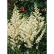 Kép 4/4 - Astilbe x arendsii 'Astary White' – Kerti tollbuga (fehér)
