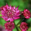 Kép 1/4 - Astrantia major 'Burgundy Manor' – Nagy völgycsillag