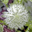 Kép 1/2 - Astrantia major 'Snow Star' – Nagy völgycsillag