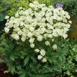 Kép 2/2 - Astrantia major 'Snow Star' – Nagy völgycsillag