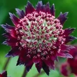 Kép 4/4 - Astrantia 'Moulin Rouge' – Nagy völgycsillag