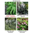 Kép 2/2 - Athyrium filix-femina 'Frizelliae' – Hölgypáfrány