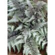 Kép 1/5 - Athyrium niponicum 'Pewter Lace' - Japán hölgypáfrány (ezüstös lomb)