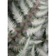 Kép 3/5 - Athyrium niponicum 'Pewter Lace' - Japán hölgypáfrány (ezüstös lomb)