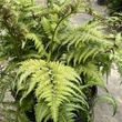 Kép 2/4 - Athyrium niponicum 'Ursula's Red' – Japán hölgypáfrány