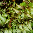 Kép 4/4 - Athyrium niponicum 'Ursula's Red' – Japán hölgypáfrány