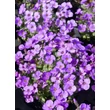 Kép 1/5 - Aubrieta 'Audrey Deep Blue' – Pázsitviola
