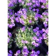 Kép 4/5 - Aubrieta 'Audrey Deep Blue' – Pázsitviola