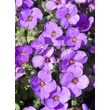 Kép 5/5 - Aubrieta 'Audrey Deep Blue' – Pázsitviola