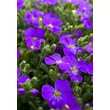 Kép 1/4 - Aubrieta 'Audrey Deep Blue Shades' – Pázsitviola