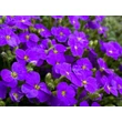 Kép 2/4 - Aubrieta 'Audrey Deep Blue Shades' – Pázsitviola - képek rendelés vásárlás a Megyeri Szabolcs Kertészeti webáruházban.
