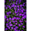 Kép 3/4 - Aubrieta 'Audrey Deep Blue Shades' – Pázsitviola - képek rendelés vásárlás a Megyeri Szabolcs Kertészeti webáruházban.