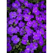 Kép 4/4 - Aubrieta 'Audrey Deep Blue Shades' – Pázsitviola - képek rendelés vásárlás a Megyeri Szabolcs Kertészeti webáruházban.