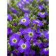 Kép 1/7 - Aubrieta 'Audrey Light Blue' - Pázsitviola