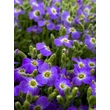 Kép 3/7 - Aubrieta 'Audrey Light Blue' - Pázsitviola - képek rendelés vásárlás a Megyeri Szabolcs Kertészeti webáruházban.