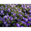 Kép 4/7 - Aubrieta 'Audrey Light Blue' - Pázsitviola - képek rendelés vásárlás a Megyeri Szabolcs Kertészeti webáruházban.