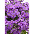Kép 2/3 - Aubrieta 'Audrey Light Blue' - Pázsitviola