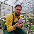 Kép 6/7 - Aubrieta 'Audrey Light Blue' - Pázsitviola